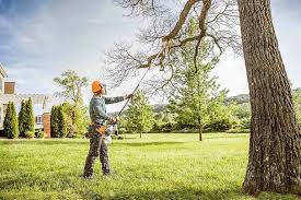 How Our Tree Care Process Works  in  San Carlos, CA