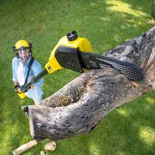 Best Tree Maintenance Programs  in San Rlos, CA