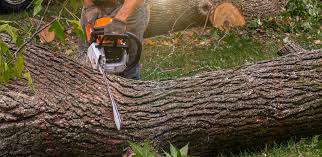 Best Utility Line Clearance  in San Rlos, CA