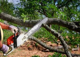 Best Lot and Land Clearing  in San Rlos, CA