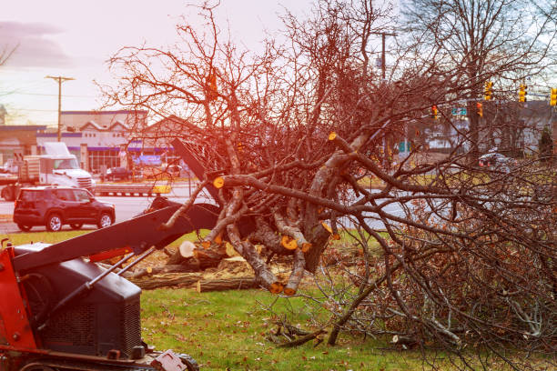 Best Tree Trimming and Pruning  in San Rlos, CA