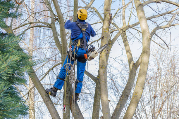 Best Leaf Removal  in San Rlos, CA