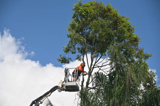 Best Hedge Trimming  in San Rlos, CA