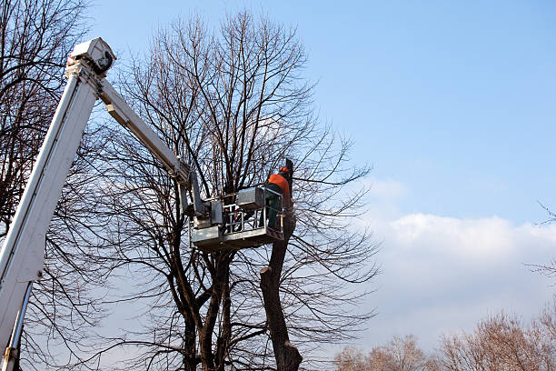 Best Tree Cabling and Bracing  in San Rlos, CA