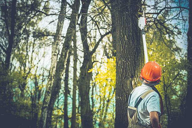How Our Tree Care Process Works  in  San Carlos, CA