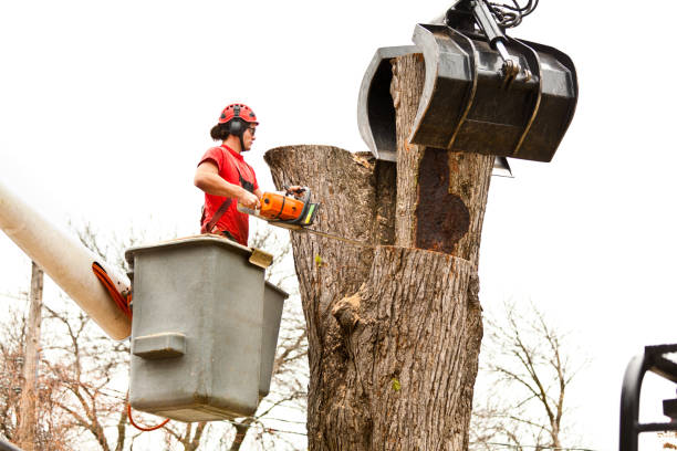 Professional Tree Care in San Carlos, CA