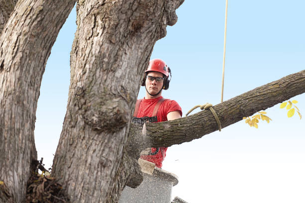 Best Lawn Renovation and Restoration  in San Rlos, CA