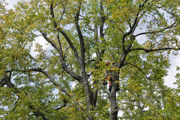 Best Tree Health Inspection  in San Rlos, CA